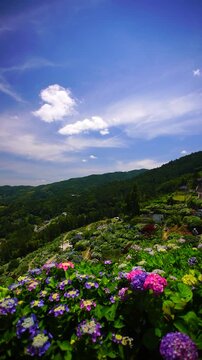新宮あじさいの里のアジサイ
