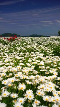 マーガレットとポピーの花畑と粟島の城山