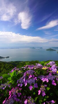 紫雲出山のアジサイと粟島などの島々と箱浦港
