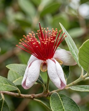 Feijoa Flower (Acca sellowiana) macro
