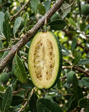 Feijoa (Acca sellowiana) cut open on tree