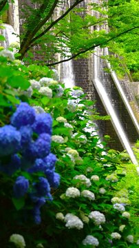 アジサイと豊稔池堰堤