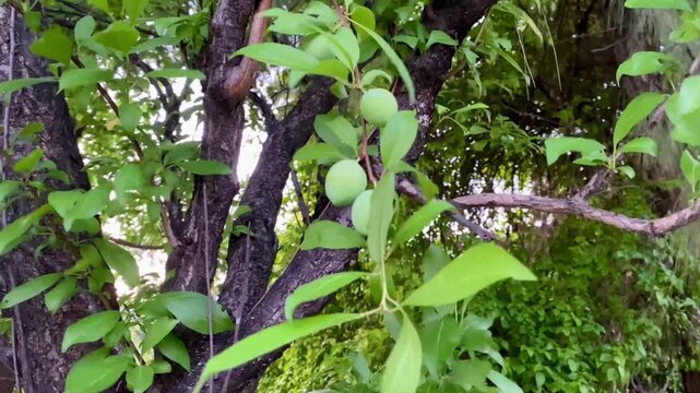 Plum fruit growing  in the garden