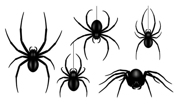Set of Black Spider Silhouettes Hanging from Webs for Halloween, Spooky Decorations, and Horror Graphics