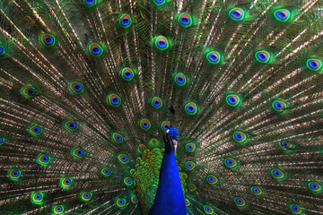 Obraz premium Bright With My Feathers