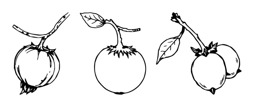 Nightshade berry set with hand-drawn organic single withered illustration featuring fruit, botanical, nature with illustration and watercolor