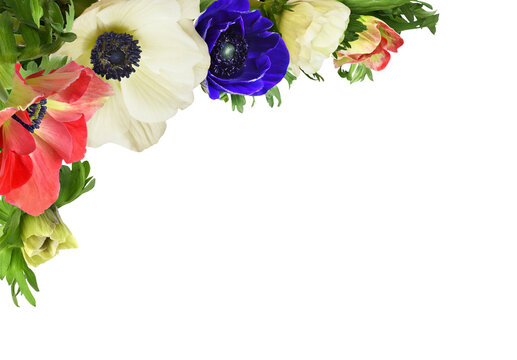 Colorful anemone flowers (red, blue, white) in a corner arrangement isolated on white or transparent background