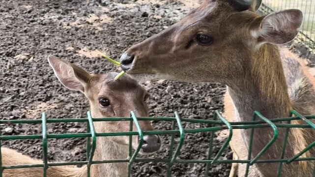 Portrait of a deer chewing grass in a zoo or animal park