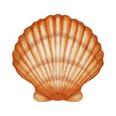 Fototapeta premium Watercolor illustration with a marine theme, featuring various shells, a spiral scallop shell, an open shell with a pearl. Children's, nautical, travel themes. Suitable for design, prints, postcards