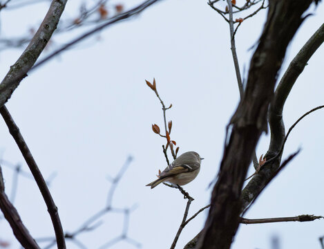 a spring ruby crowned kinglet