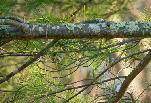 a ruby crowned kinglet hiding in a pine tree