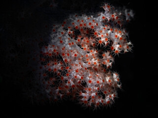 Coral polyps in the spotlight © scubaluna