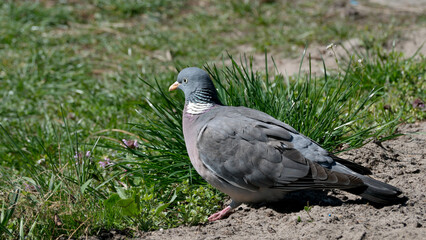 Fototapeta premium Graceful turtledove resting on sunlit ground in serene surroundings