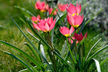 Obraz premium Colorful pink tulips bloom in a sunny garden, bringing joy and life
