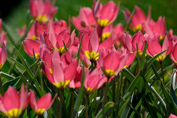 Obraz premium Vibrant pink tulips bloom in spring sunlight at a peaceful garden