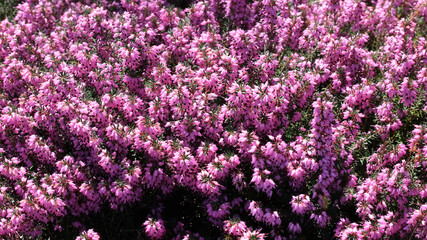 Obraz premium Vibrant pink blossoms dance in the warm sun of springtime garden