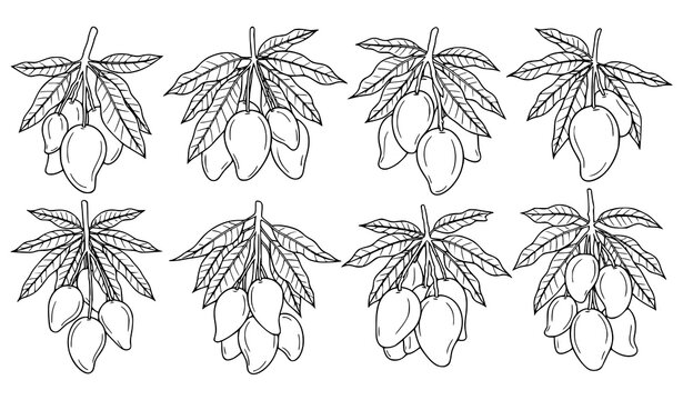 Mango tree set hanging mango fruit branch leaves tropical black and white vector illustration isolated on white