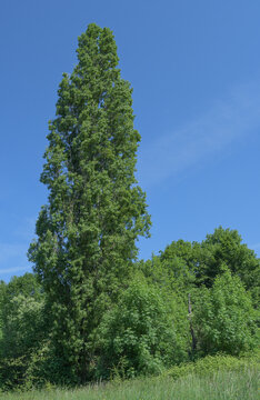 lombardy poplar resp.Populus nigra var.italica,Rhine River floodplain,Germany