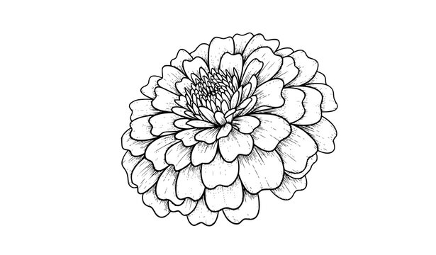 Hand drawn marigold flower line art botanical black and white vector illustration