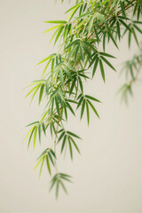 Fototapeta premium Bamboo枝叶垂落柔和背景