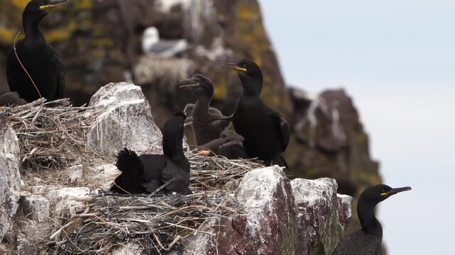 European shags (Phalacrocorax aristotelis) sitting and standing on their nests on the rocks with their chickens