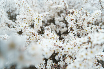 Fototapeta premium White spring season bush thorn flowers in bloom