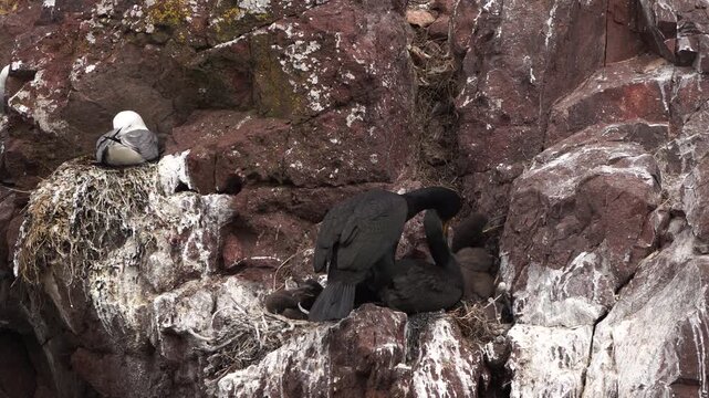 A pair of European shags (Phalacrocorax aristotelis) sitting on ther nests on the rocks together with their chickens.
