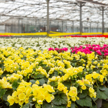 colorful flowering pot plants in dutch greenhouse