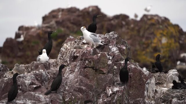 European shags (Phalacrocorax aristotelis) and Herring Gulls (Larus argentatus) standing on the rocks