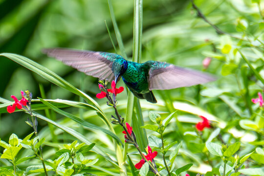 Violeteer Hummingbird in Quito, Ecuador