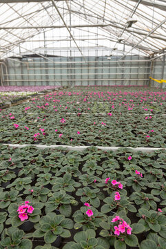 colorful flowering pot plants in dutch greenhouse