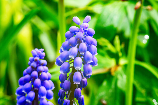 Close-up of vibrant blue grape hyacinth flowers blooming in spring garden