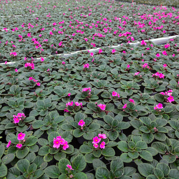colorful flowering pot plants in dutch greenhouse