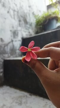 A close-up vertical shot of a pink Madhumalati or rangoon creeper (Combretum indicum) flower held between fingers.