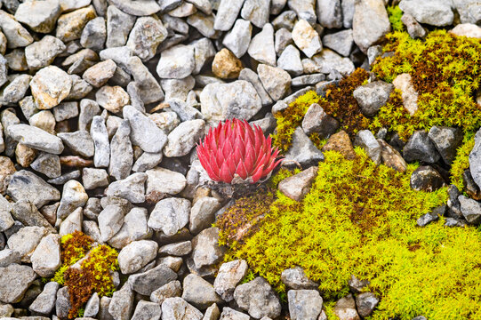 Vibrant red succulent plant nestled among grey stones and bright green moss