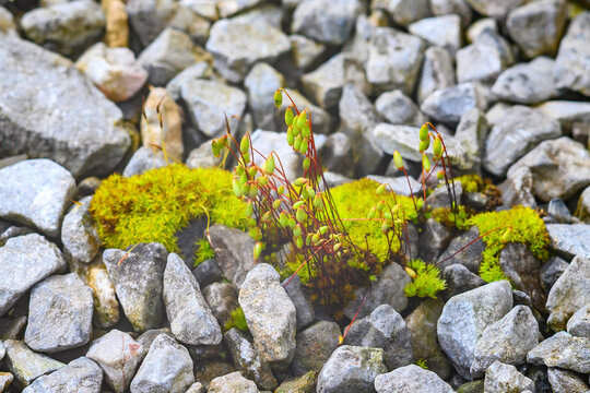 Vibrant green moss thrives amongst grey gravel and delicate plant spores