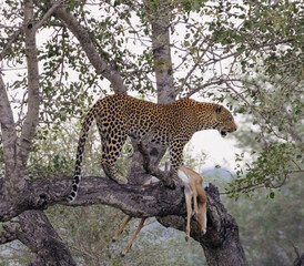 Leopard with Impala kill © Amy