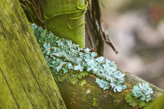 Lichen growing on a wooden branch in a lush forest environment