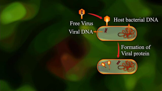 3D animation showing virus replication process inside host cell including entry, replication.