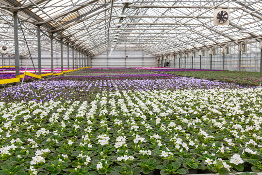 colorful flowering pot plants in dutch greenhouse