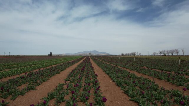 Tulip Field