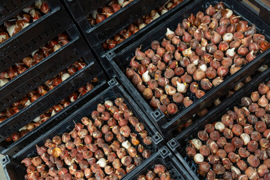 tulip bulbs in black plastic crates in the netherlands