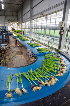 workers in tulip greenhouse or factory near amsterdam in the netherlands