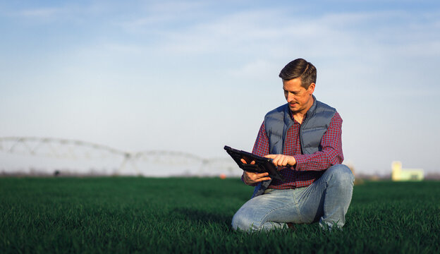 Farmer standing in wheat field examining crop in his hands.