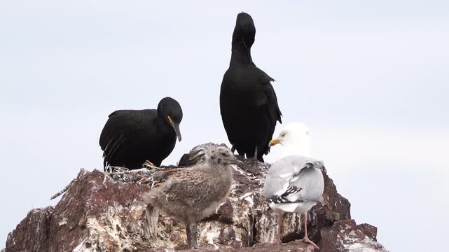 A pair of European shags (Phalacrocorax aristotelis) standing on their nest on the rocks together with Herring Gulls