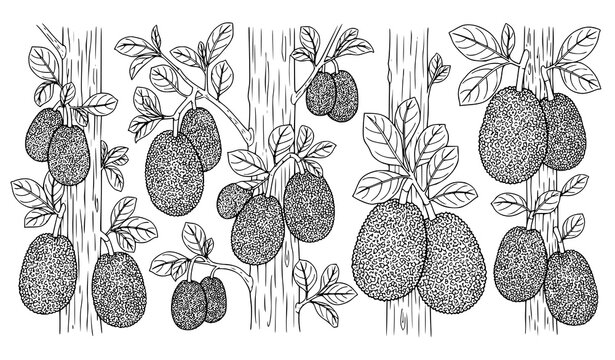 Jackfruit Tree Vector Set Hanging Jackfruit Branch Tropical Fruit Illustration