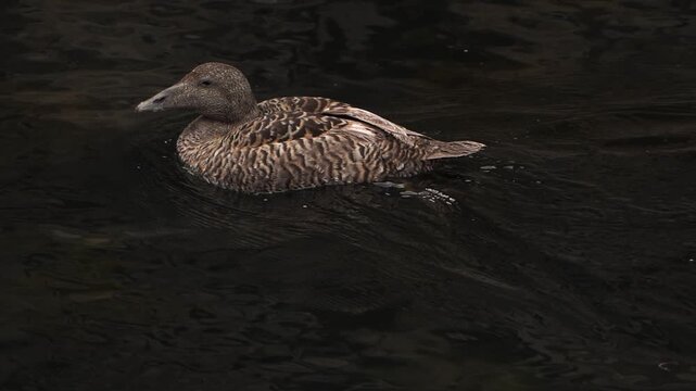 A female common eider (Somateria mollissima), also called St. Cuthbert's duck or Cuddy's duck swimming to the left.