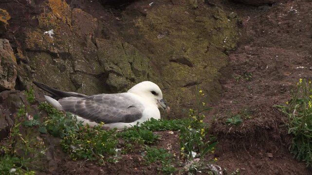 A northern fulmar, Arctic fulmar, or simply fulmar (Fulmarus glacialis) sitting on its nest on the rocks.