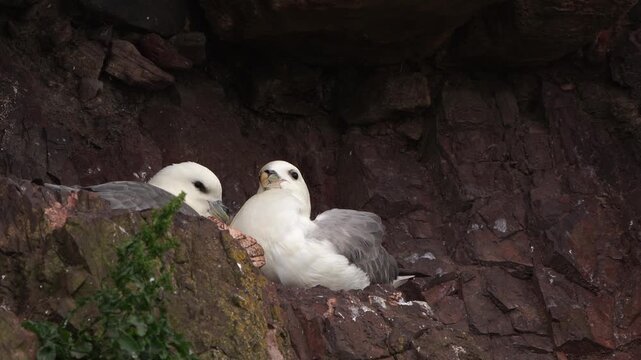 A pair of northern fulmars, Arctic fulmars, or simply fulmars(Fulmarus glacialis) sitting on the rocks while one is preening its feathers