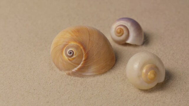 Shells and white sand on the beach moving with the sea breeze